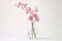 Vase blossom flower orchid. AI generated Image by rawpixel.
