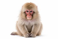 Monkey wildlife mammal animal. AI generated Image by rawpixel.
