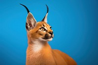 Wildlife animal mammal pet. AI generated Image by rawpixel.