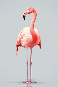 Flamingo animal bird wildlife. 