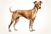 Hound greyhound animal mammal. AI generated Image by rawpixel.