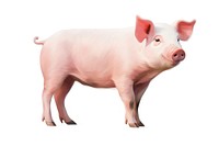 Pig mammal animal pink. AI generated Image by rawpixel.