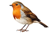 Robin bird animal white background. 