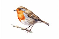 Robin bird animal white background. 