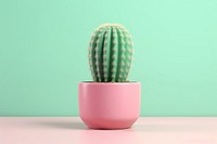 Cactus plant houseplant flowerpot. 