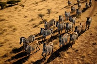 Animal zebra herd livestock. 