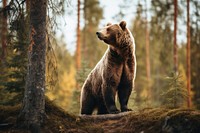 Animal bear wildlife standing. 