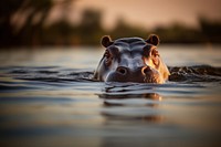 Animal hippopotamus wildlife mammal. 