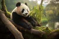 Animal wildlife mammal panda. AI generated Image by rawpixel.