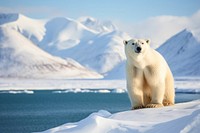 Animal bear landscape wildlife. 