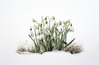 Nature snow snowdrop outdoors. AI generated Image by rawpixel.