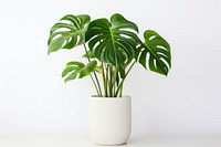 Plant leaf houseplant freshness. 