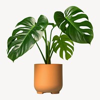 Plant leaf vase houseplant. 