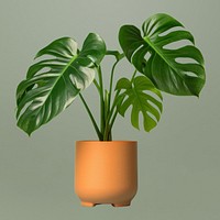 Plant leaf vase houseplant. 