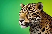 Wildlife portrait leopard animal. 