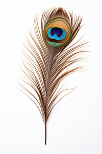 Peacock feather pattern animal. AI generated Image by rawpixel.