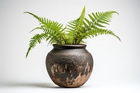 Pottery plant fern houseplant. 