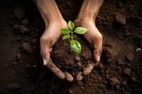 Plant hand gardening planting. 