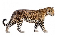 Wildlife leopard animal mammal. 