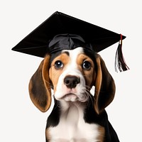 Graduation puppy beagle animal. 