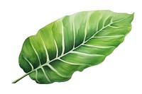 Leaf plant green xanthosoma. AI generated Image by rawpixel.