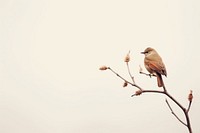 Bird branch animal tree. AI generated Image by rawpixel.