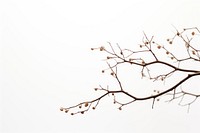 Outdoors nature plant white. AI generated Image by rawpixel.