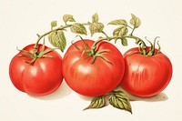 Tomato vegetable fruit plant. 