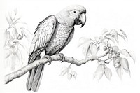 Drawing parrot bird wildlife. 