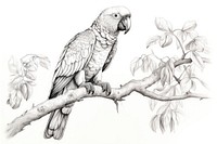 Drawing parrot bird wildlife. 