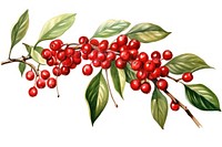 Plant cherry fruit white background. AI generated Image by rawpixel.