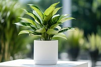 Plant leaf vase houseplant. 