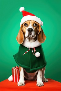 Beagle dog christmas portrait. 