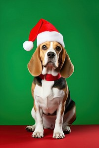 Beagle dog christmas portrait. 