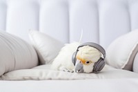 Bird headphones furniture animal. 