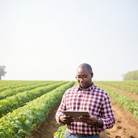 Field agriculture outdoors nature. 