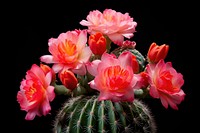 Flower cactus plant rose. AI generated Image by rawpixel.