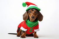 Dachshund christmas mammal animal. AI generated Image by rawpixel.