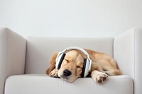 Dog headphones furniture animal. 