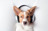 Headphones dog headset mammal. 