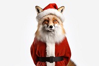 Fox christmas costume mammal. 