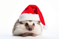 Hedgehog christmas mammal animal. 