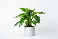 Plant houseplant leaf freshness. 