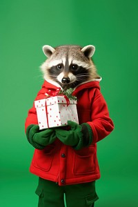 Raccoon christmas portrait holding. 