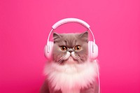 Headphones headset mammal kitten. 