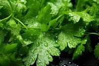 Coriander parsley plant herbs. 