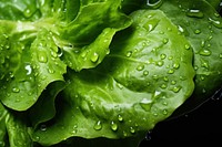 Lettuce vegetable plant leaf. 