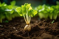 Vegetable soil plant food. AI generated Image by rawpixel.