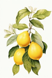 Fruit lemon plant grapefruit. AI generated Image by rawpixel.