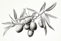 Drawing sketch olive illustrated. AI generated Image by rawpixel.